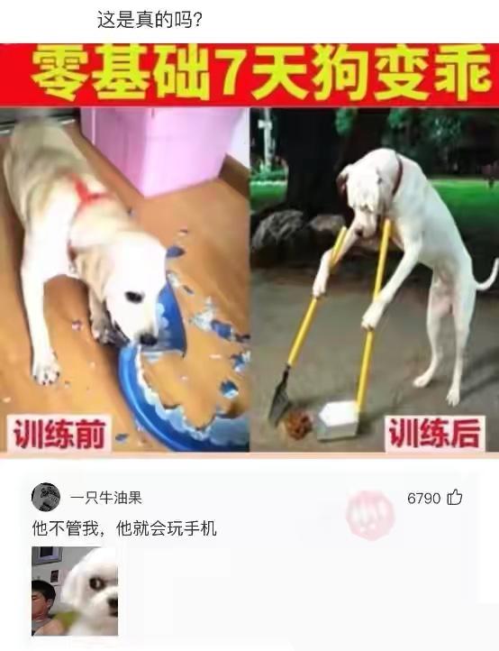 神回复不谈恋爱,神回复女朋友高情商