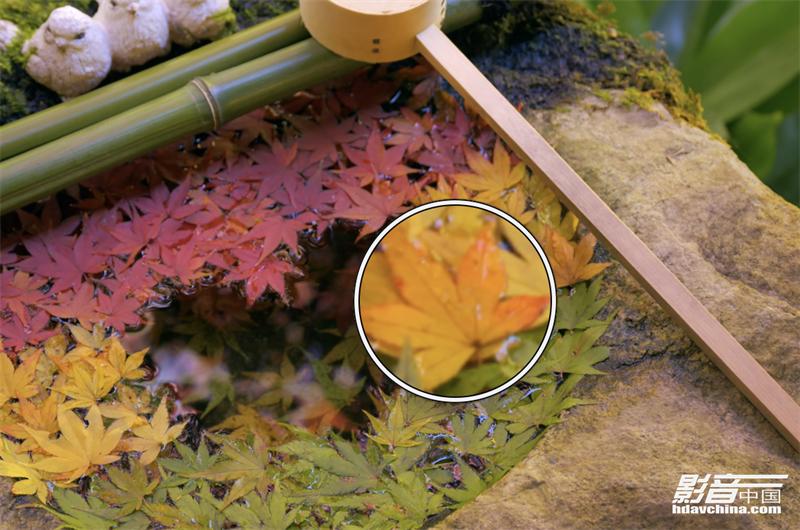 「专题」真的能看8K吗？国内外流媒体视频平台画质大比拼