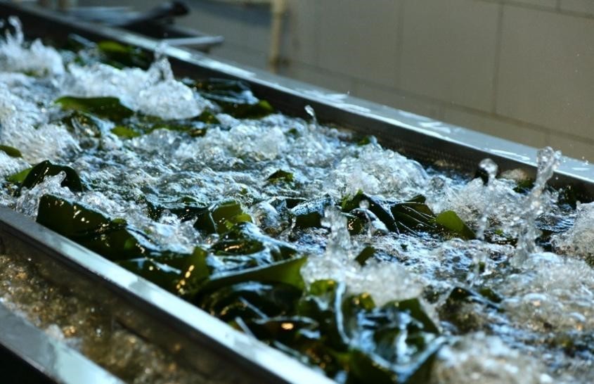 鑽ｆ垚娴峰甫鍙戝睍鐜扮姸,鑽ｆ垚娴峰甫浜т笟