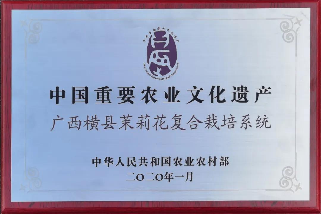 好一朵横州茉莉花搭上“电商快车”走天下