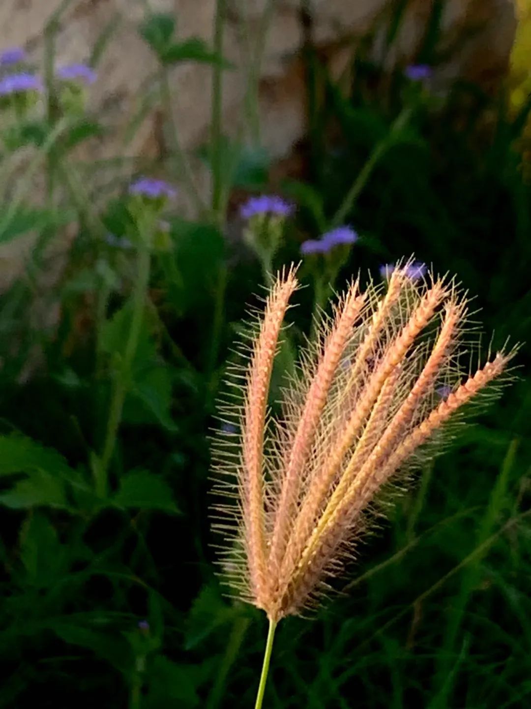 早餐竞争,冠军的早餐