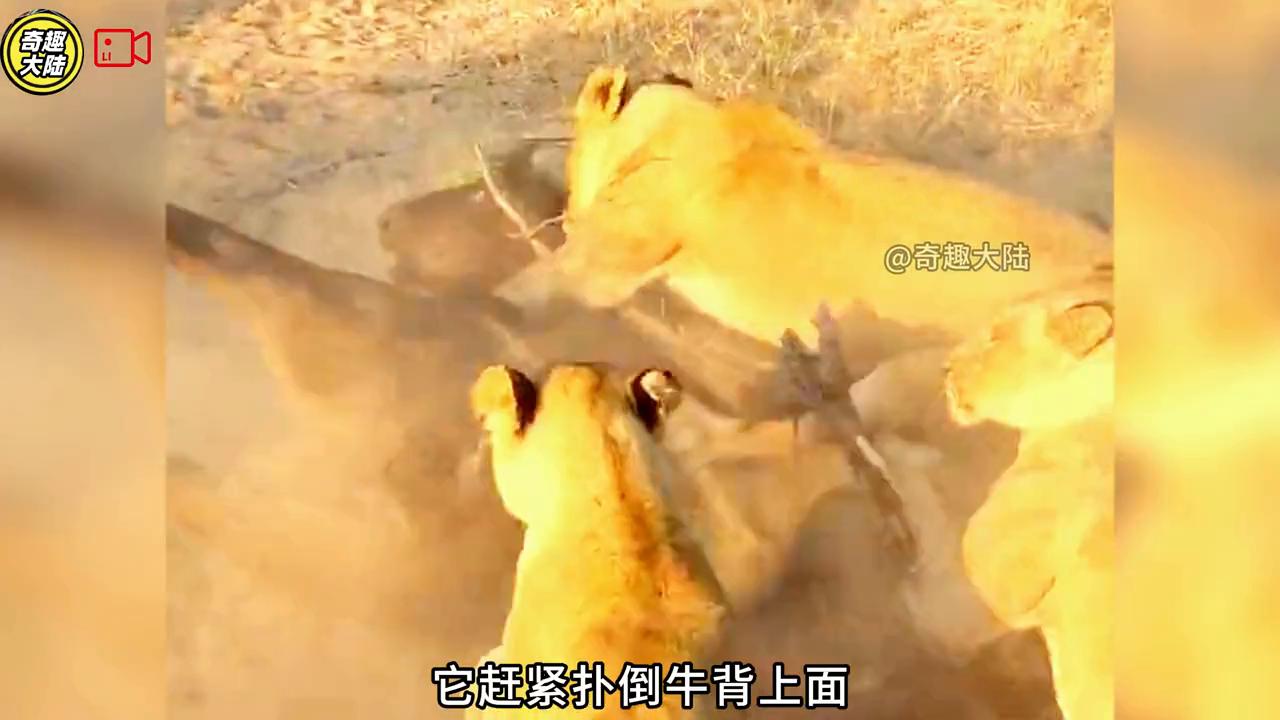 母牛救野牛视频,母牛救小水牛完整视频