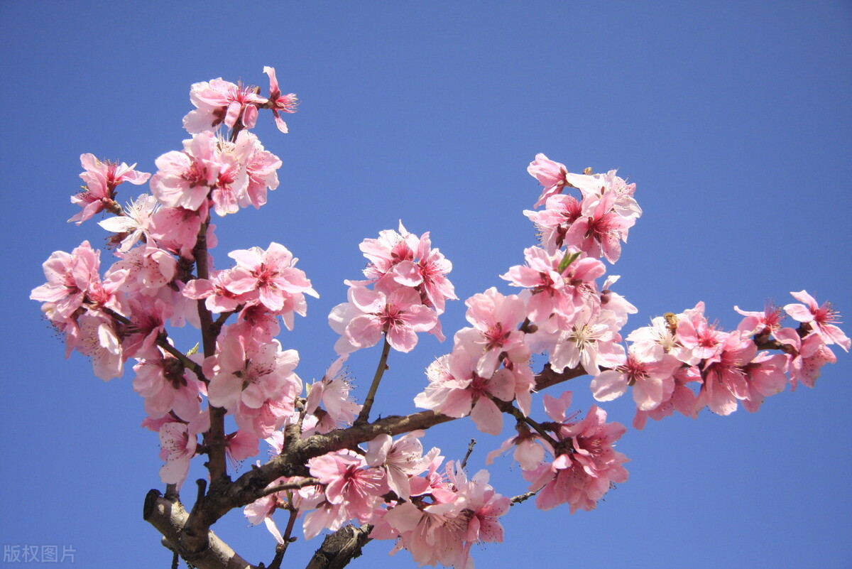 具有代表性的桃花古诗,古诗中描写桃花的诗句有哪些