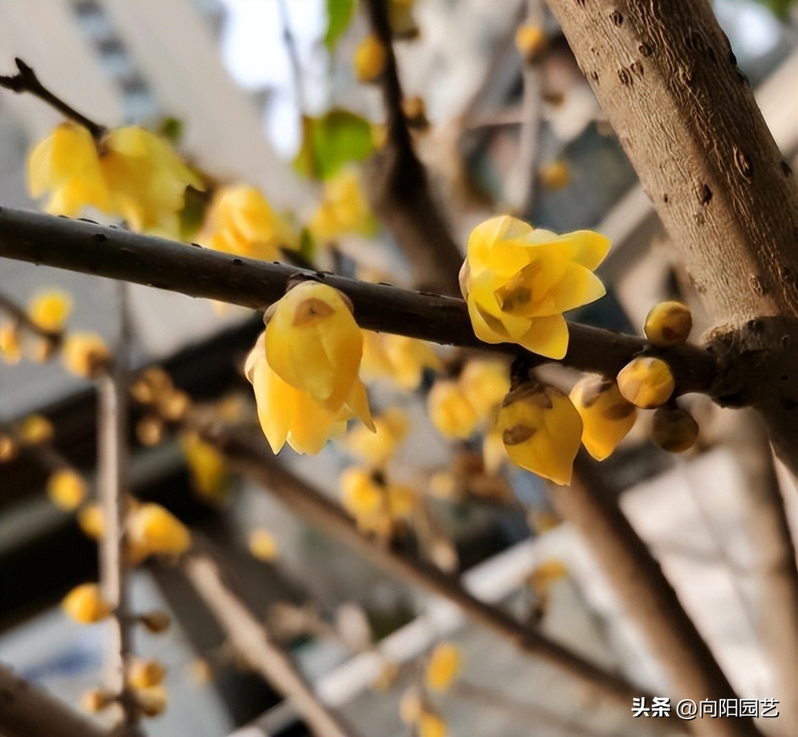 过年买什么腊梅好,天然干枝腊梅