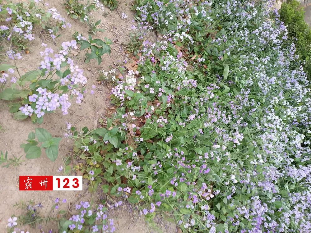 霸州市最美的美景,霸州市美景