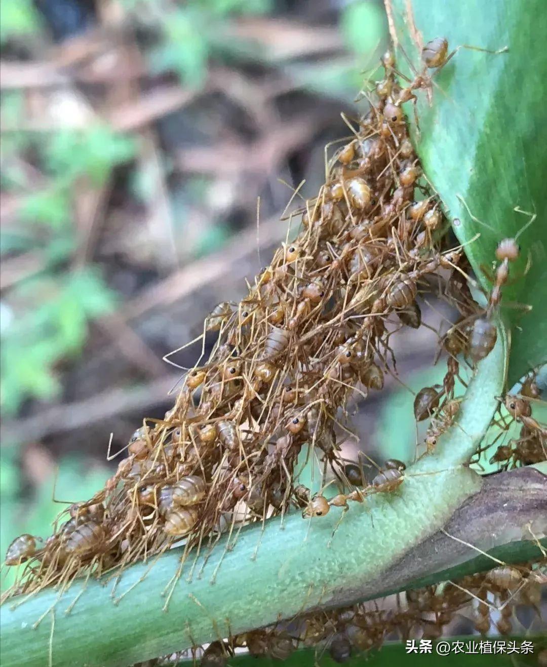螨类害虫的农业防治措施,农业昆虫与害虫防治