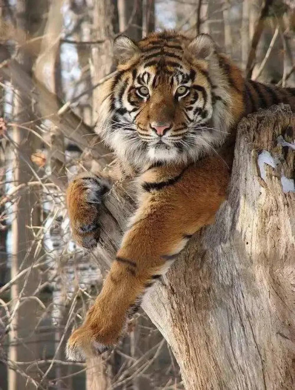 戏说老虎图文杂汇