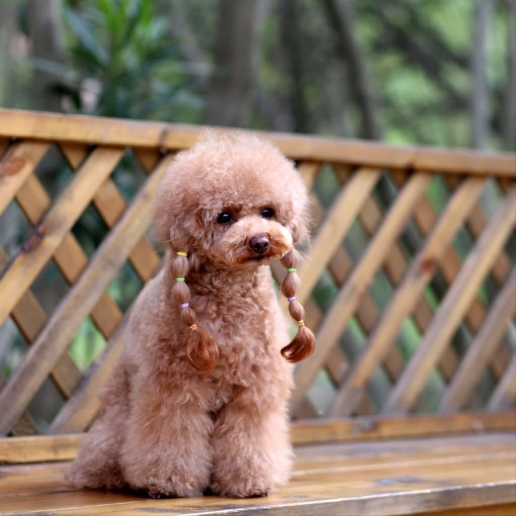 最值得被饲养的7种狗好养又不贵,便宜好养的6种狗经济实惠又可爱