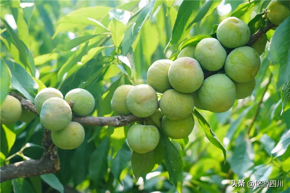 千亩猕猴桃助力乡村发展倍增,七大产业集群引领三农高质量发展