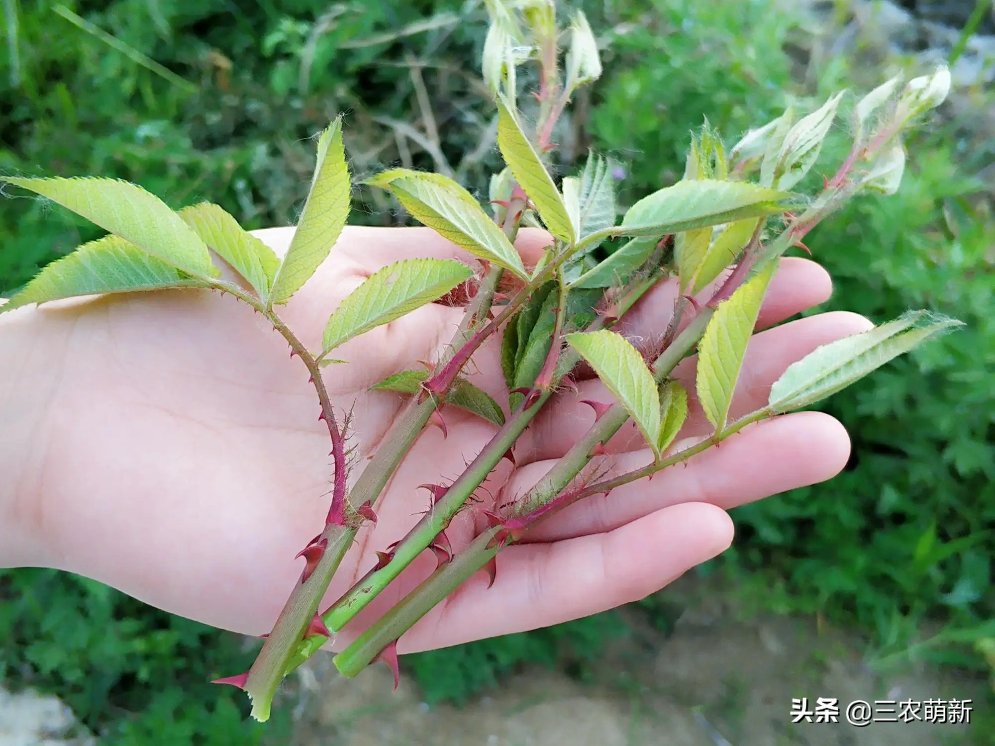 吃刺苔的好处,刺苔不剥刺直接吃