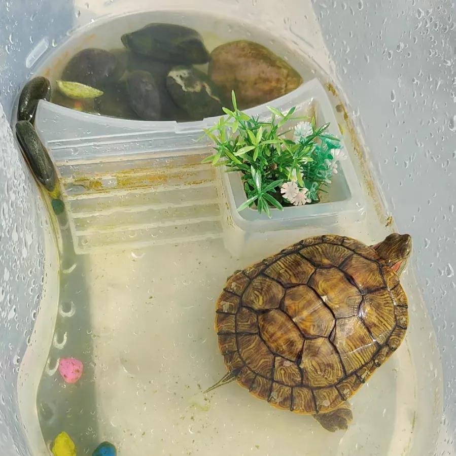 巴西龟密西西比红耳龟,十大智商最高的龟巴西红耳龟