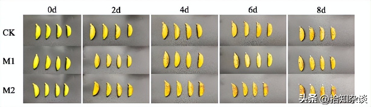 壳聚糖-狐臭柴叶片精油复合涂膜在香蕉采后保鲜中的作用