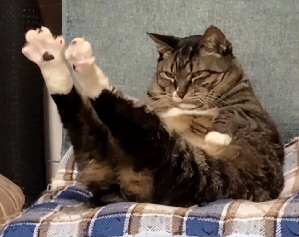 你以为你养的中华田园猫,家里养了中华田园猫