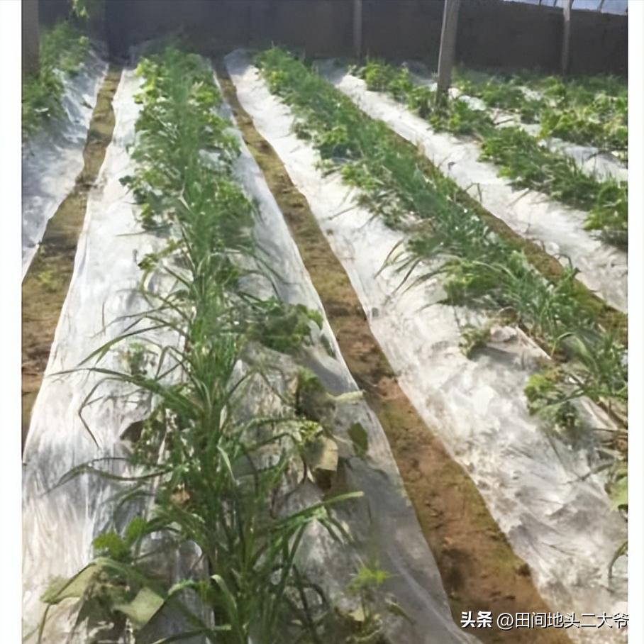 种植业最赚钱的方法,农业种植的赚钱方法有哪些