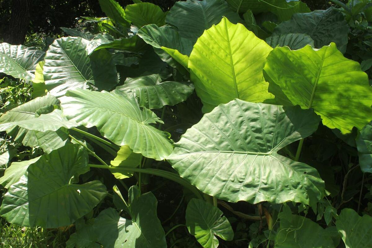 滴水观音烂根怎么处理,滴水观音烂根怎样处理