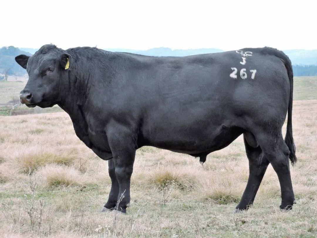 澳洲牛肉为什么好吃,澳洲牛肉1620