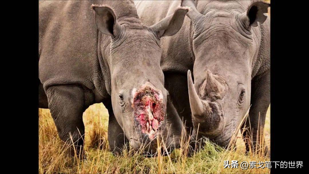 收入水平影响犀牛角消费偏好：野生与半野生犀牛角更受青睐