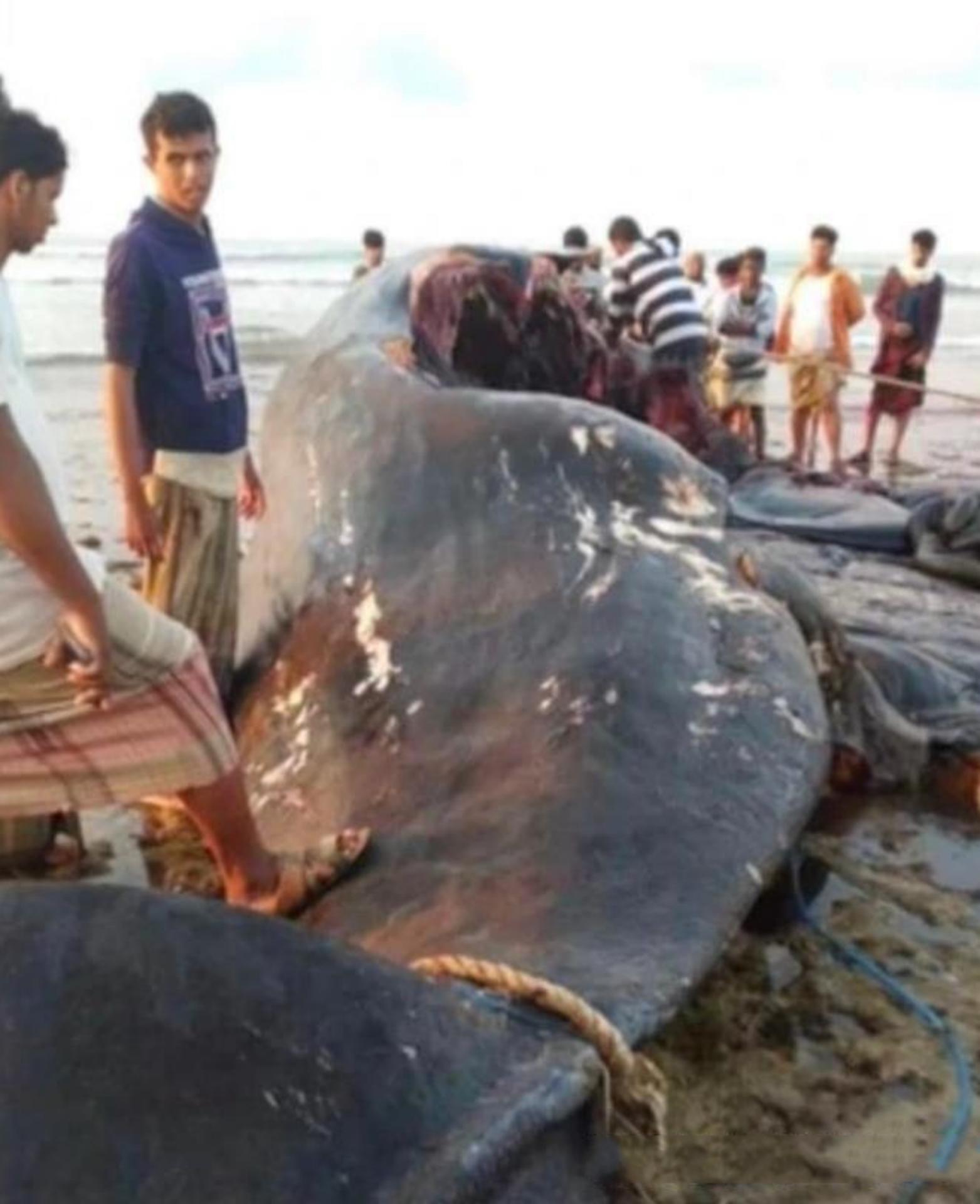 渔民在印度洋捞鱼发现尸体,也门渔民捡到127龙涎香