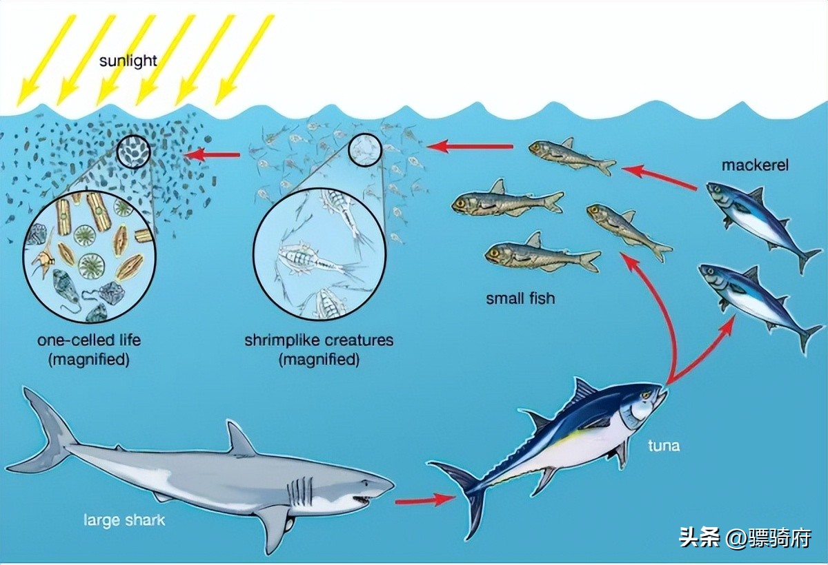 山中无老虎猴子称霸王对应的句子,山中无老虎猴子称霸王相关语句