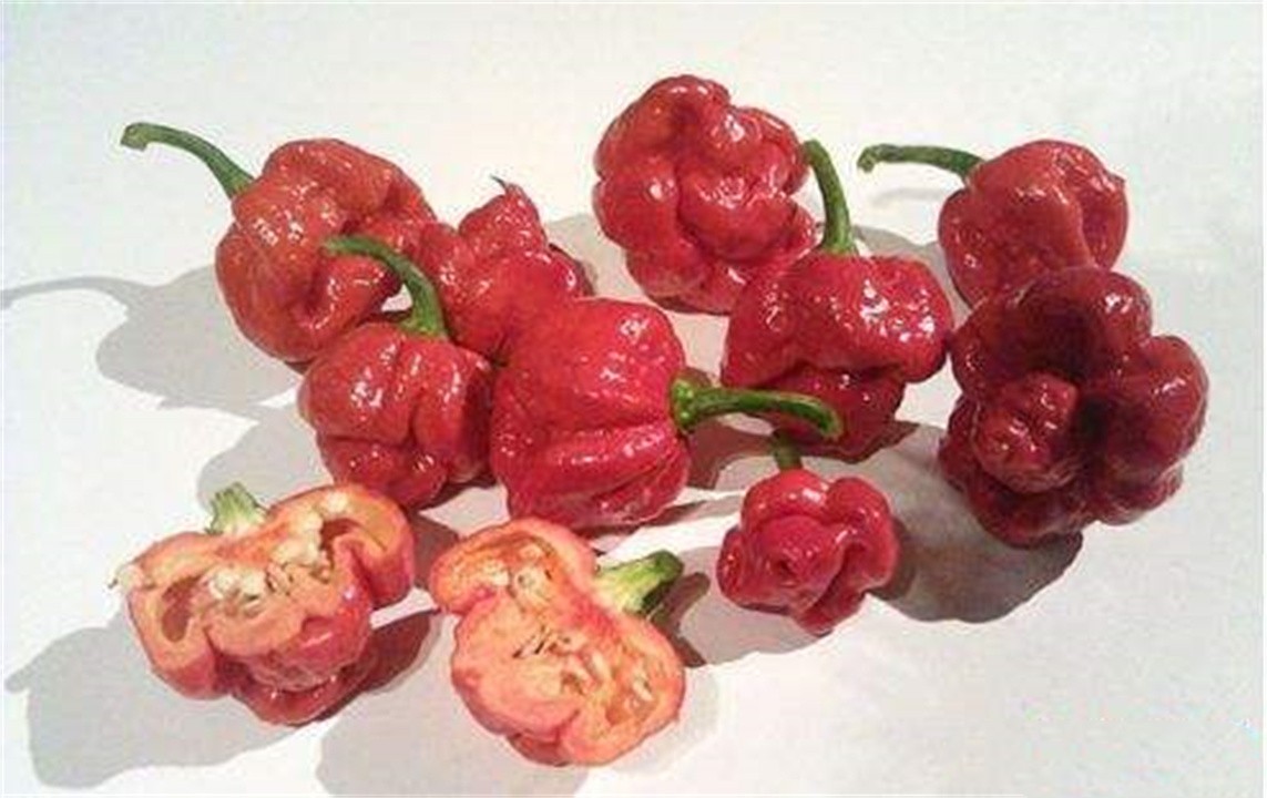 比印度魔鬼椒还要辣的辣椒,印度魔鬼椒的辣度排名第几