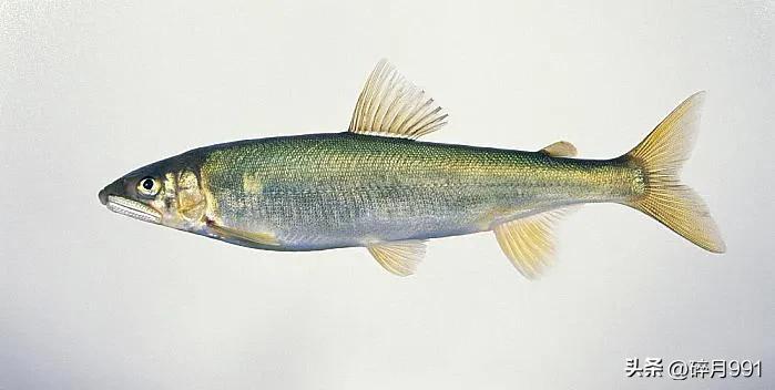 钓鱼人最喜欢吃哪一种淡水鱼,青鱼草鱼鲫鱼鲤鱼淡水鱼