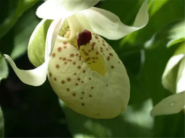 川西阿坝旅游详细攻略地图,川西阿坝旅游攻略三天