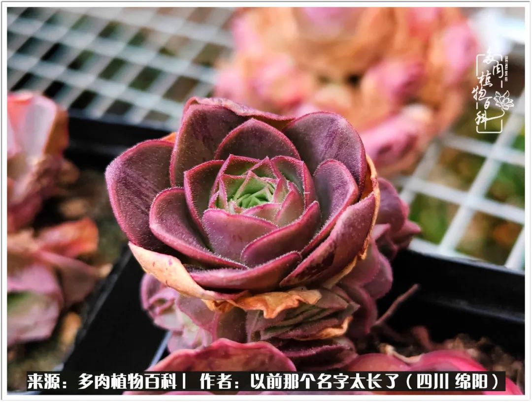 夏天山地玫瑰,小清新山地玫瑰