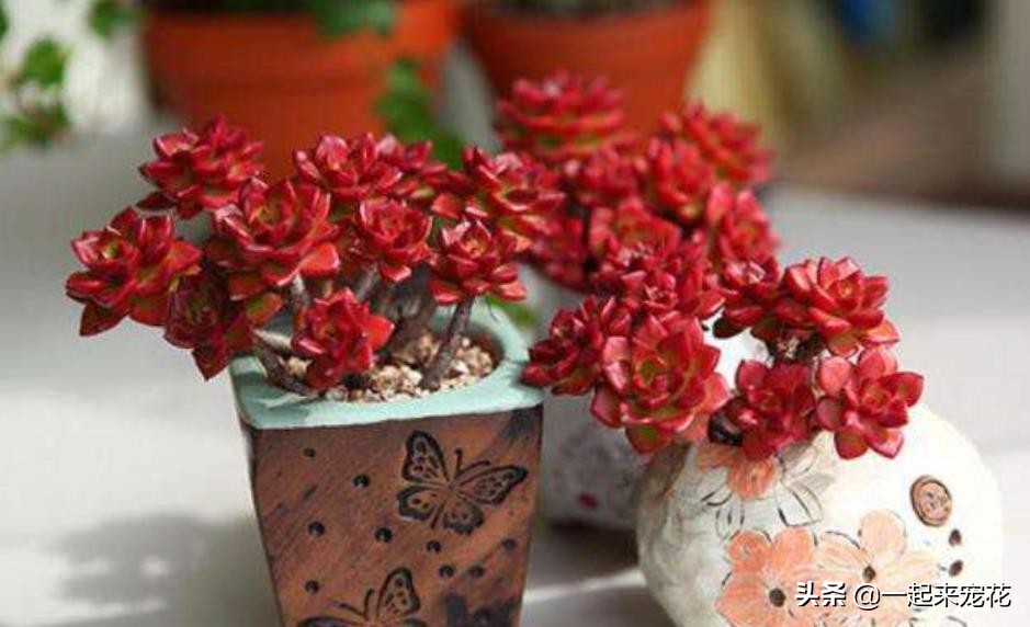 想要多肉快速生根的方法,多肉蒂亚怎么养才能爆盆