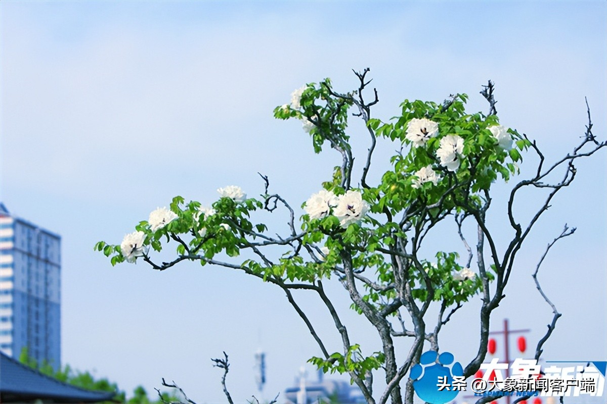 花开时节动京城最美不过洛阳城,花开时节动京城洛阳