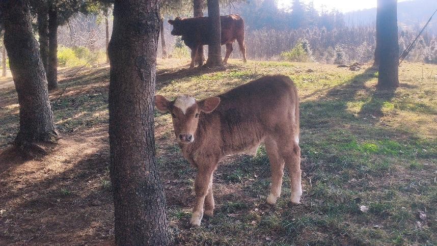 十一月云南旅游攻略腾冲 (从云南腾冲看云南旅游攻略)