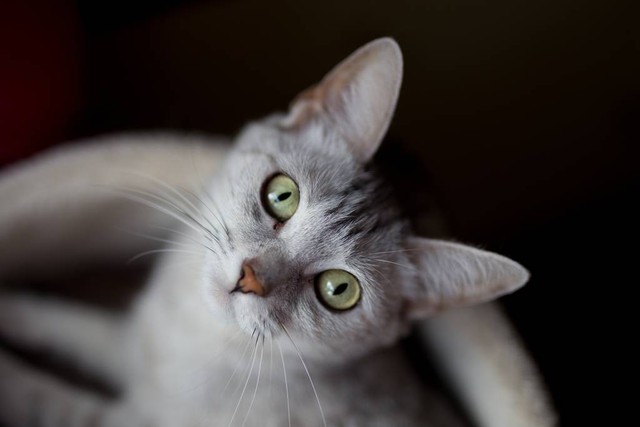 猫咪拉屎不去猫砂盆怎么办,猫咪老是不在猫砂盆里拉屎怎么办