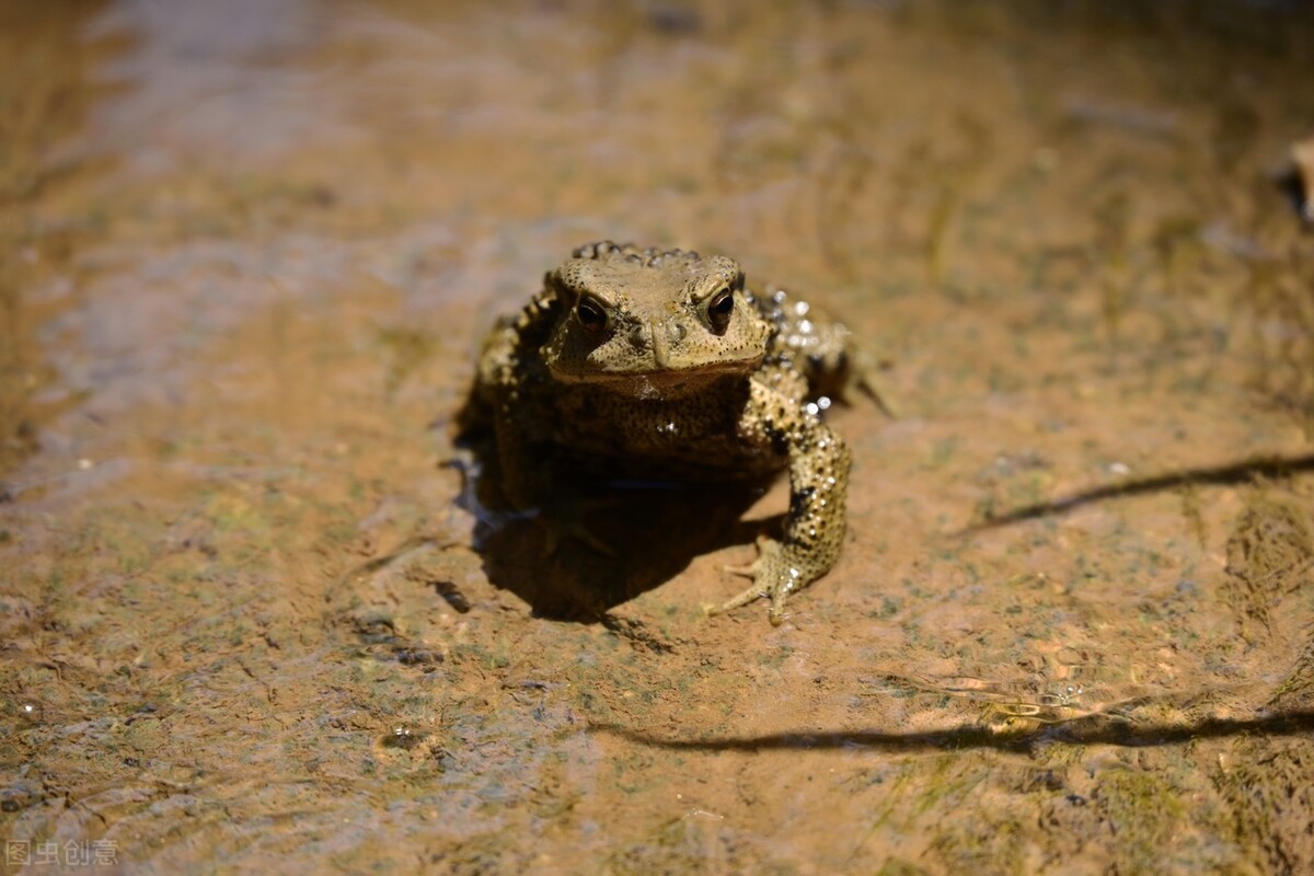 新员工阿钢刚进公司，被同桌老同事欺负，阿钢一招让对方服服帖帖