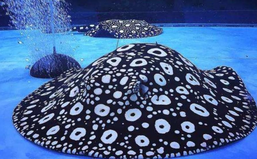 龙鱼缸下面混什么鱼,龙鱼缸里配什么鱼