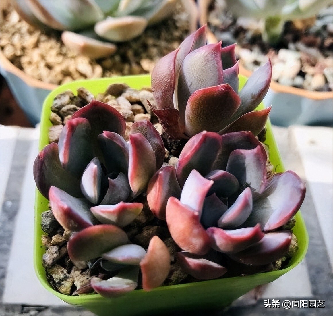 多肉怎么用叶片繁殖,多肉几月份适合砍头或叶插