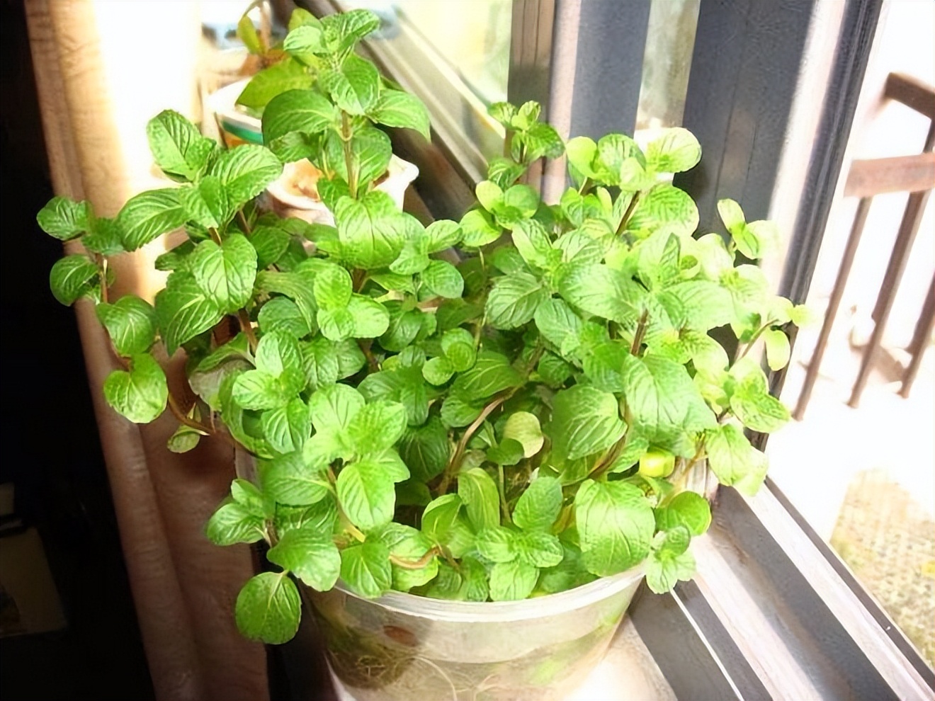 家养的薄荷生虫了怎么办,夏天薄荷枯萎怎么回事