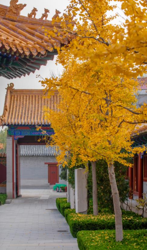 济南必打卡之地金秋时节,济南冬季打卡旅游胜地