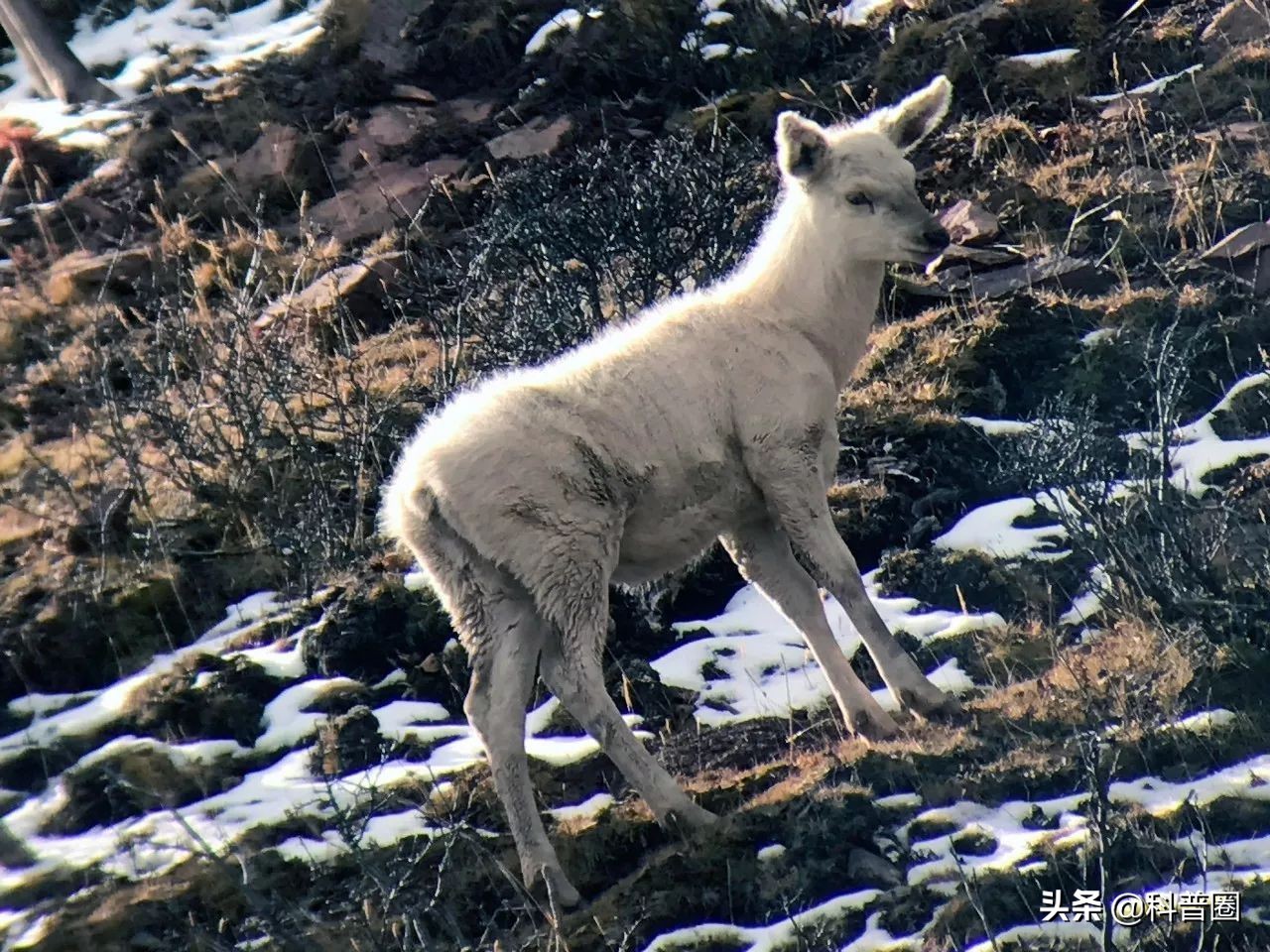 神农架深处被列为禁区的现象,神农架深处为何被列为禁区进不去