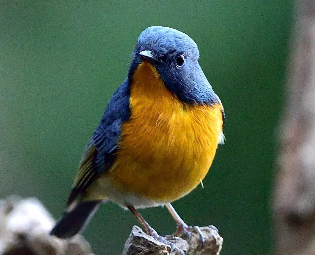 所有鸟图片大全大图,50张最佳鸟类摄影作品