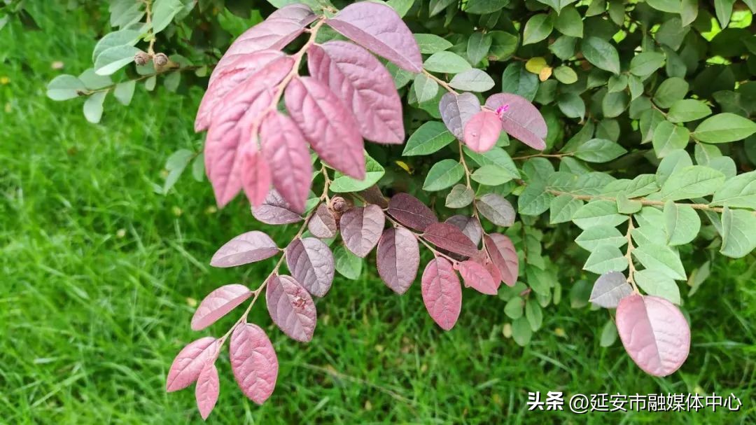 陕西宾馆迎来最佳观花赏景季节,陕西宾馆内景色