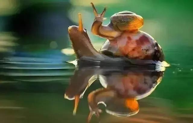 菜地里的蜗牛怎么消灭,菜地消灭鼻涕虫的最佳方法