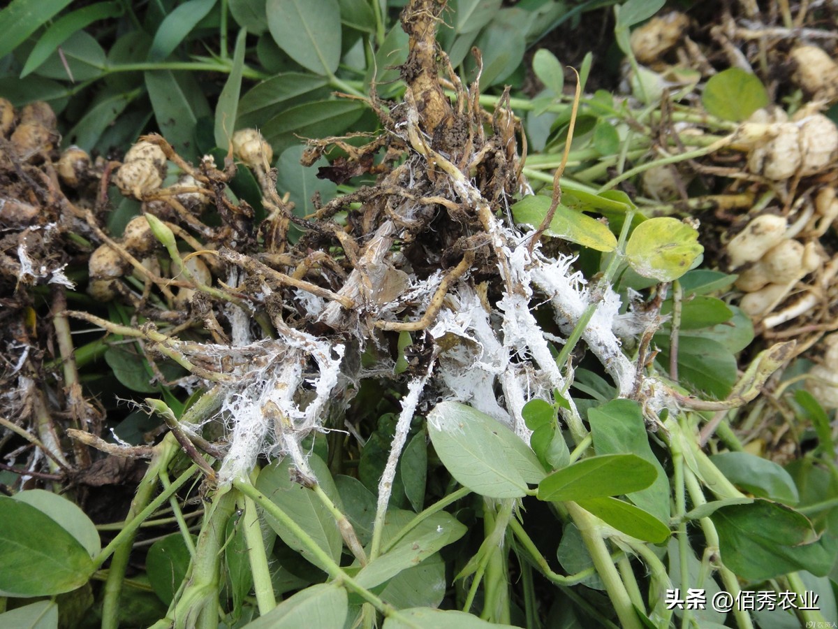 低调杀菌剂，功效却不可小觑，对土传病害优秀的噻呋酰胺你会用吗