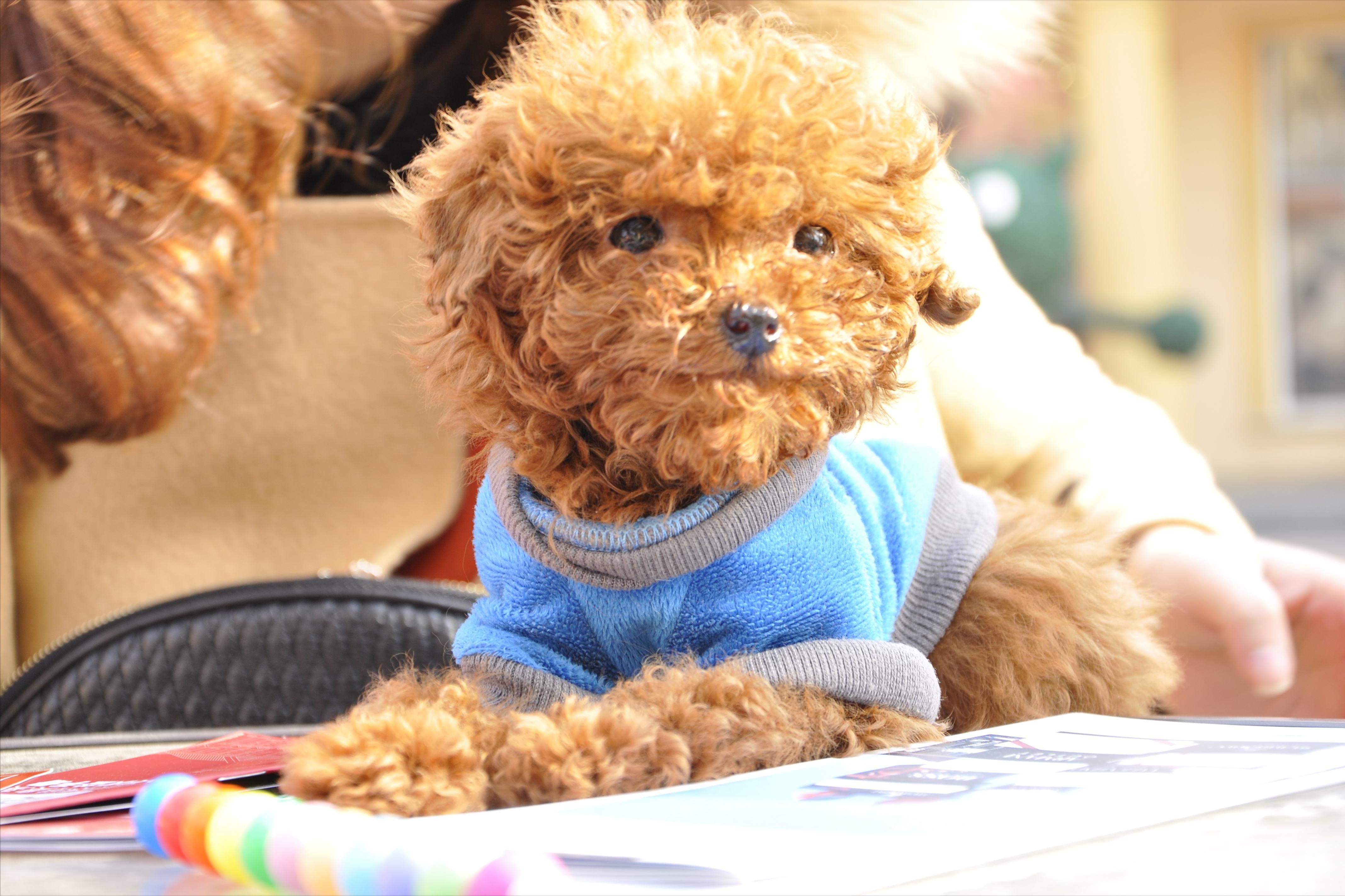 狗吃过零食不吃饭怎么办,狗不小心吃过期东西拉稀了