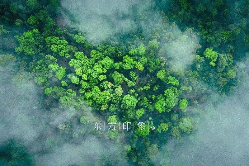 十大茶叶加盟店加盟费多少,东方印象茶叶加盟费用