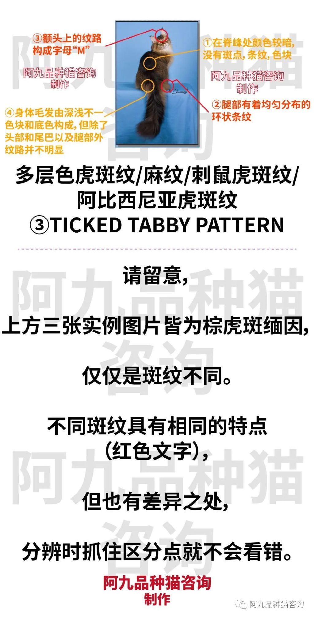 缅因猫品相极好的多少钱,品相一般的缅因猫什么价格