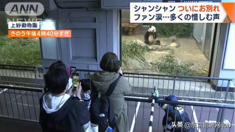 日本人有多舍不得中国大熊猫香香,旅日大熊猫香香推迟归国