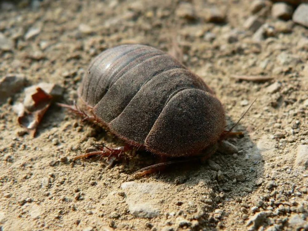 俗称“土鳖”，过去农村土房子里一挖一窝，如今40元一斤成稀罕货