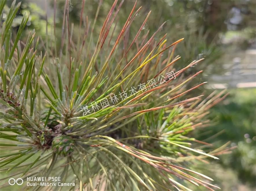 松树针枯病是什么原因,松树枯梢是什么原因