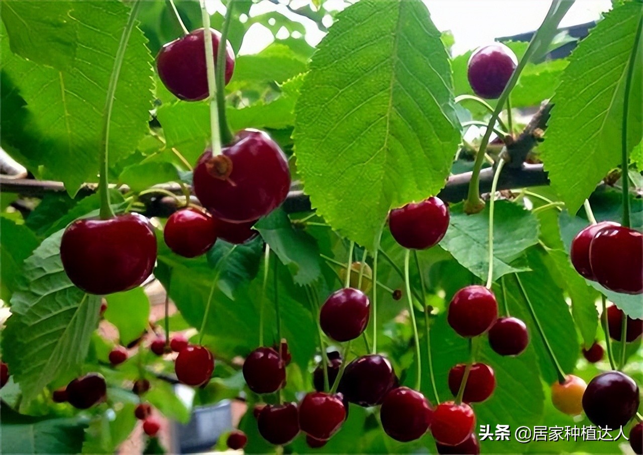 盆栽种植车厘子,庭院种植车厘子一棵能结果吗