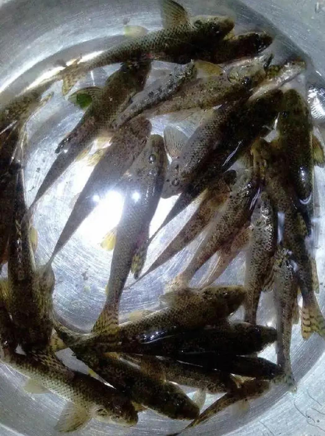 棒花鱼食用价值,野生的小鱼没有鱼食该吃什么