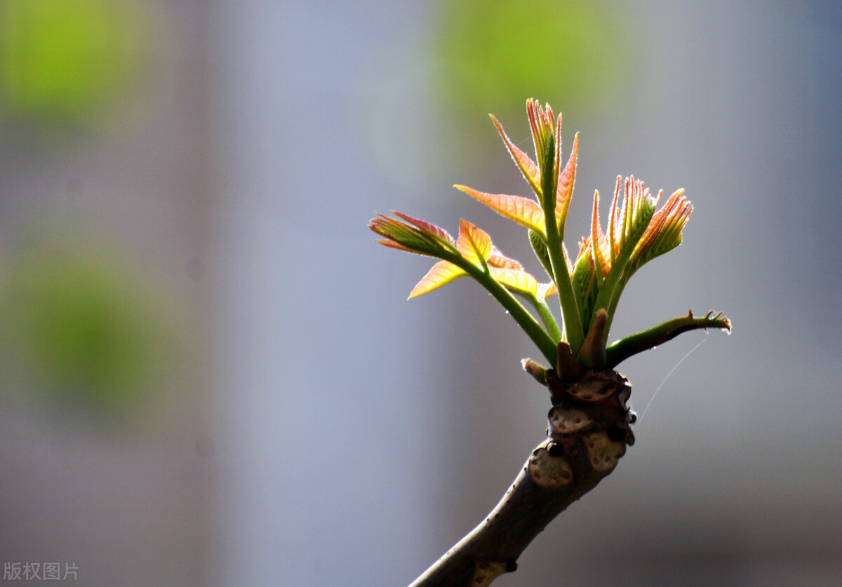 节气｜被“清明野菜游”承包的春天，看看你最爱哪一味？